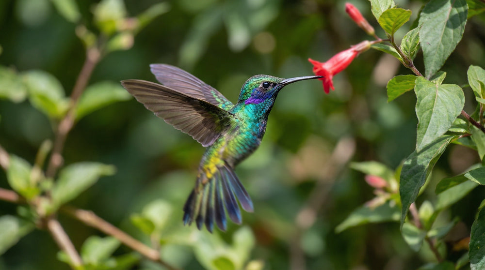 Hummingbirds Are Tiny, Living Engines (and We’re Still Finding Out How They Work)